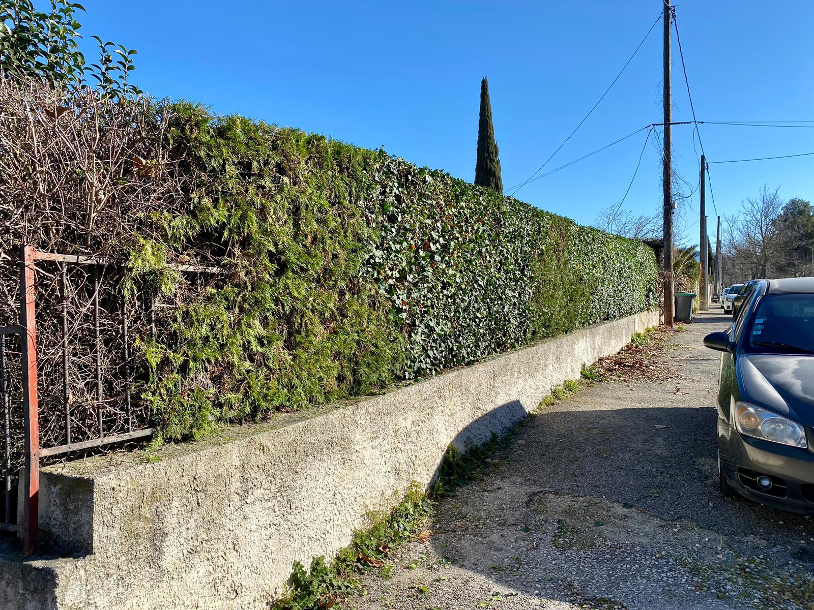 Abattage arbre dangereux