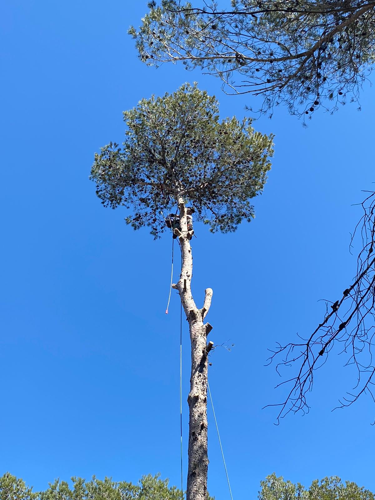 Élagage professionnel arbres Croissy-Beaubourg